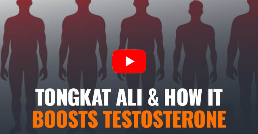 tongkat ali boosts testosterone levels